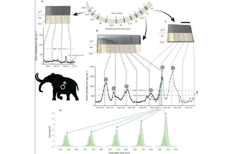 New tusk-analysis techniques reveal surging testosterone in male woolly mammoths