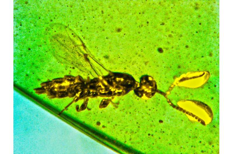 New type of tiny wasp comes with mysterious, cloud-like structures at ends of antennae