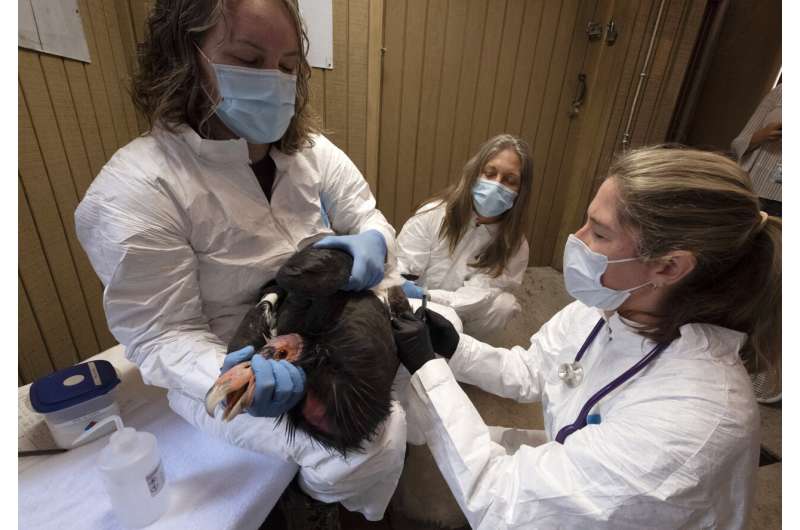 New vaccine expected to give endangered California condors protection against deadly bird flu