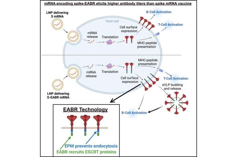 New vaccine technology produces more antibodies against SARS-CoV-2 in mice