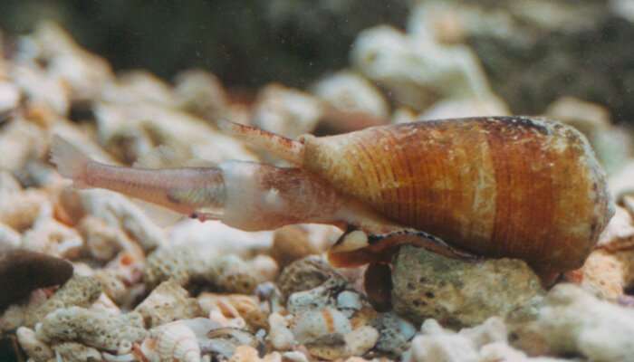 New venom discovery from deadly cone snails