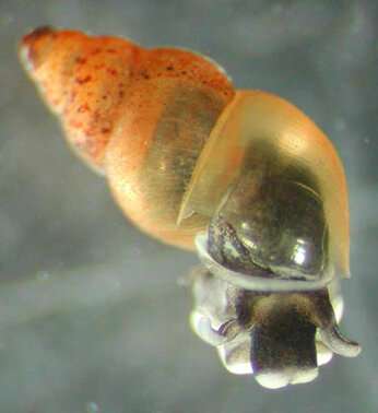 New Zealand mud snail makes its way to Lake Tahoe. And it is not welcome