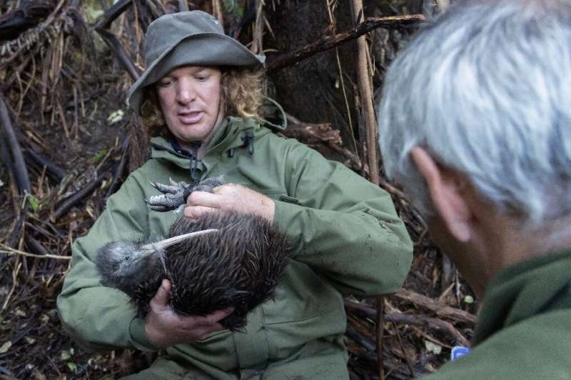 New Zealand's flightless birds such as the kiwi were decimated by introduced predators that accompanied the arrival of humans