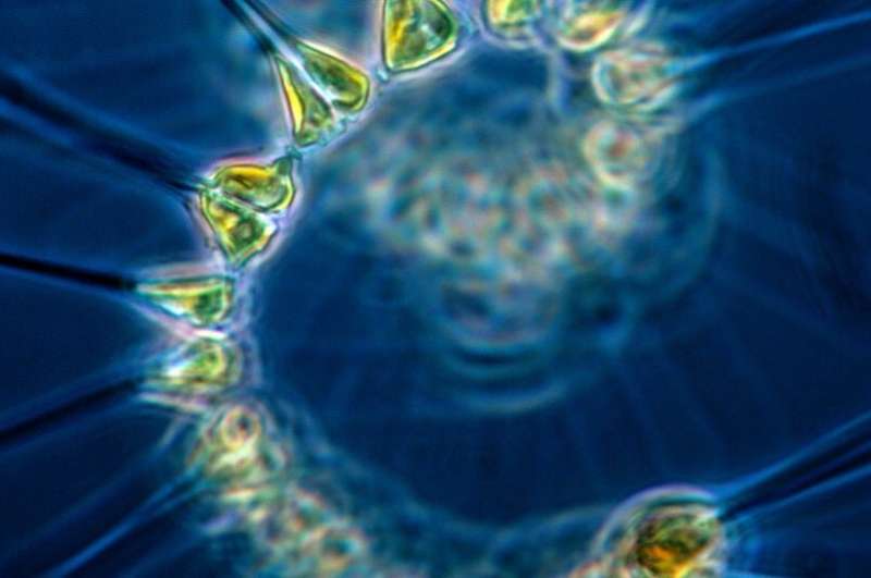 Newly developed macromolecular model of phytoplankton could have implications for climate research