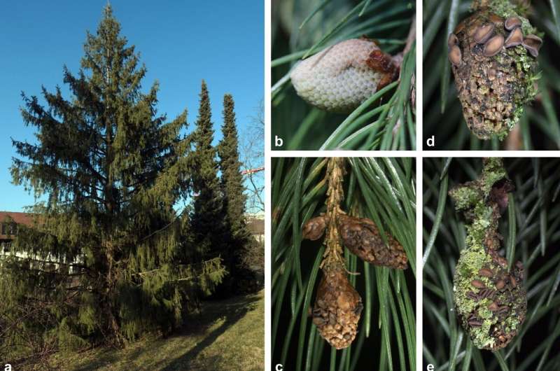 Newly discovered fungus castrates male spruce flowers