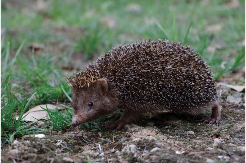 Newly discovered hedgehog species diverged from others more than a million years ago