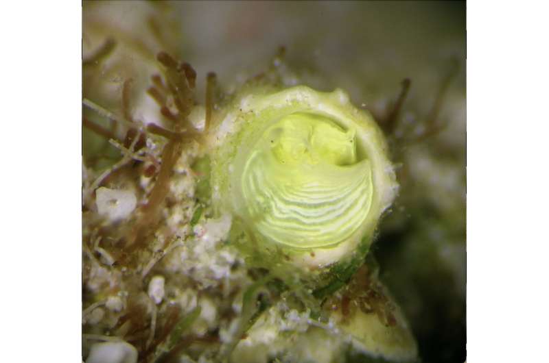 Newly-discovered &quot;margarita snails&quot; from the Florida Keys are bright lemon-yellow