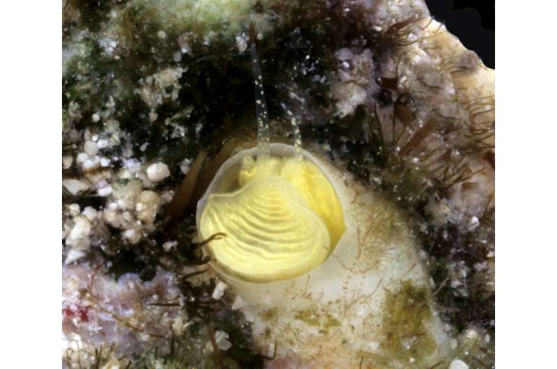 Newly-discovered &quot;margarita snails&quot; from the Florida Keys are bright lemon-yellow