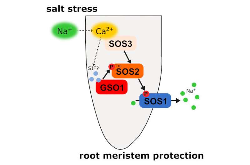 Newly discovered signalling pathway specifically protects the stem cells in the plant root from salt stress