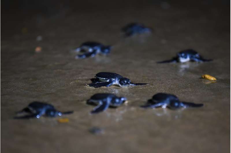 Newly-hatched green turtles crawl towards the Arabian Sea, after being released by marine conservationists on Sandspit beach in Karachi