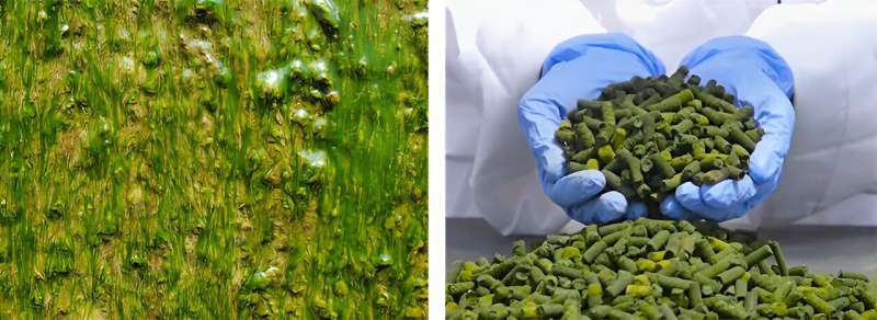 Newly identified algal strains rich in phosphorous could improve wastewater treatment