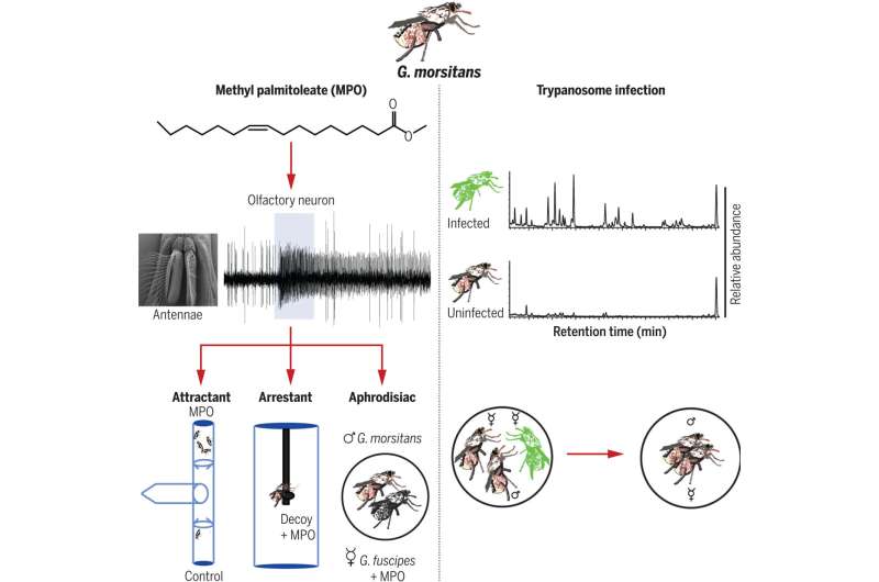 Newly identified tsetse fly pheromone may help in curbing disease spread