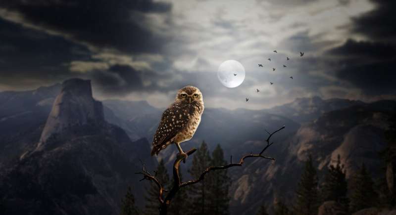 night owl 