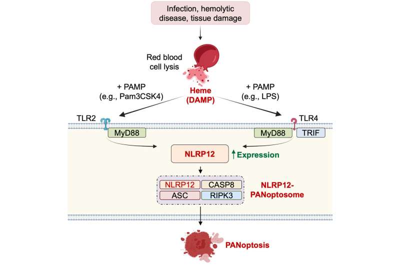 NLRP12 as a new drug target for infection, inflammation and hemolytic diseases