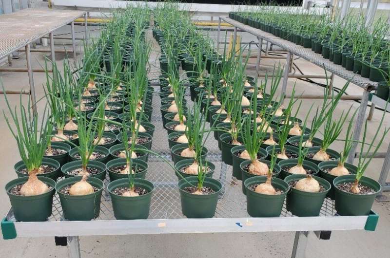 No more crying over rotting onions? Researchers gain insight into bacteria threatening Vidalia onion production