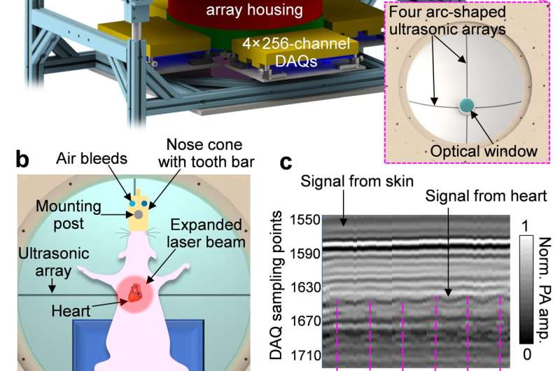 Non-invasive photoacoustic computed tomography of rat heart anatomy and function