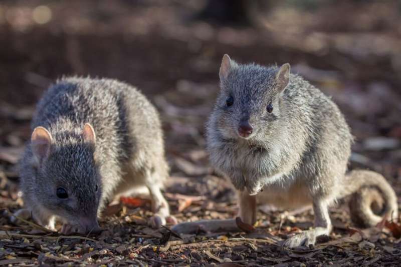 Northern bettong genes reveal low genetic diversity, complicating protection measures