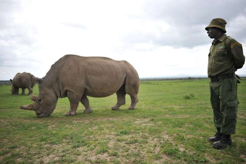 Northern white rhinos, like this female shown in Kenya in 2018, have been decimated by poaching
