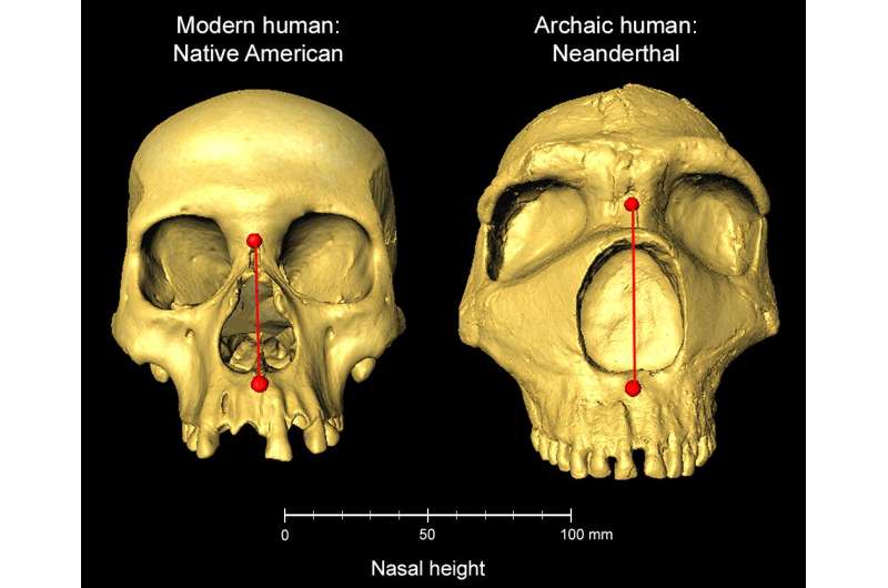 Nose shape gene inherited from Neanderthals