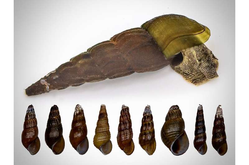 Not all snails of a feather