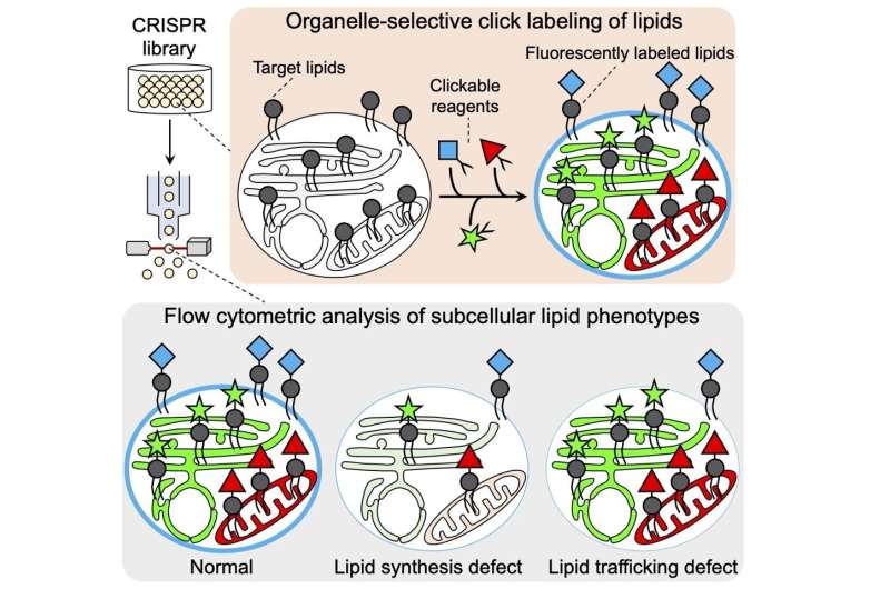 Novel click chemistry technology for ultrafast analysis of intracellular lipids