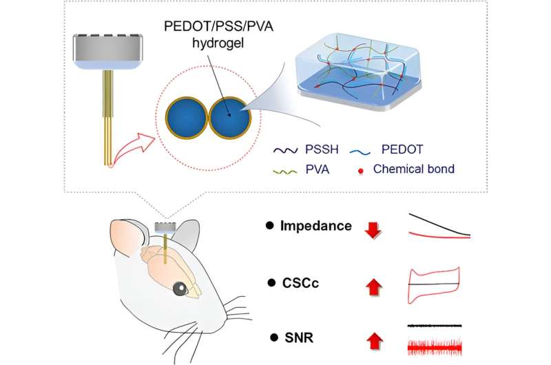Novel conducting polymer-hydrogel interpenetrating networks developed for neural interfacing