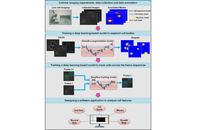 Novel deep learning–based software detects and tracks individual cells with high precision