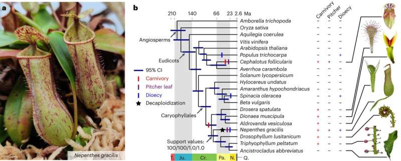 Novel gene evolution in the decaploid pitcher plant Nepenthes gracilis