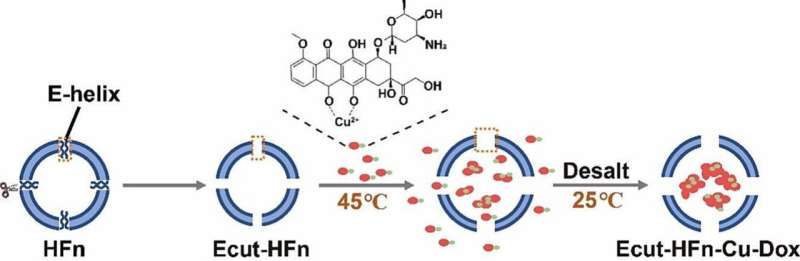 Novel heat-sensitive ferritin mutant to efficiently load chemotherapy drugs