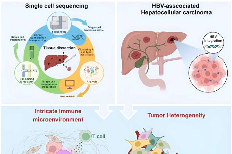 Novel insights into HBV-hepatocellular carcinoma at single-cell sequencing