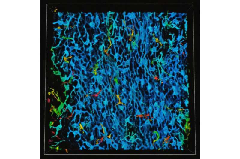 Novel intracellular signaling mechanisms promote melanoma growth