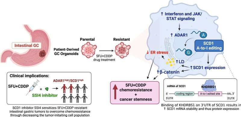 Novel molecular mechanism driving chemoresistance and tumor recurrence in gastric cancer