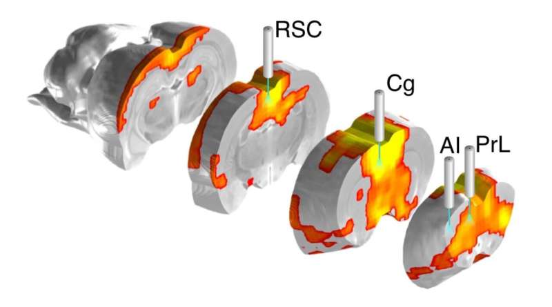 Novel optical and fMRI platform identifies brain regions that control large-scale brain network