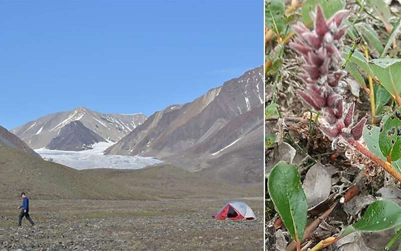 Novel plant pathogen discovered on world's northernmost island