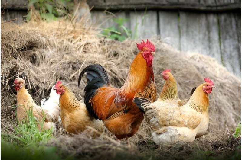 Novel probiotic application method shows promise as a growth promoter for chickens