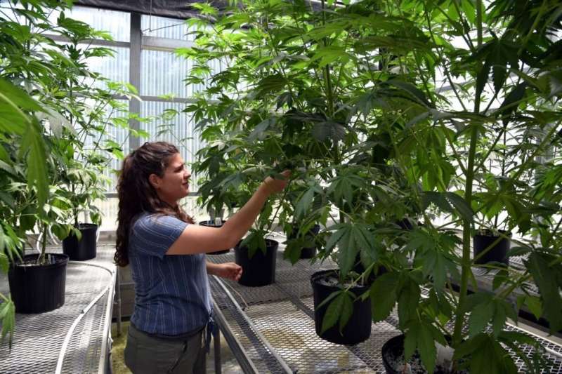 Novel 'retipping' method yields more high quality cannabis plants in less space