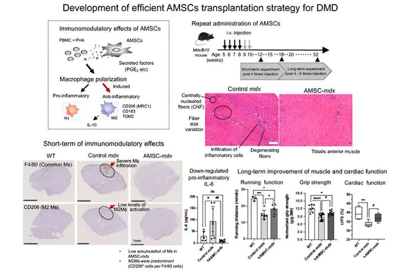 Novel stem cell transplantation strategy to treat Duchenne Muscular Dystrophy