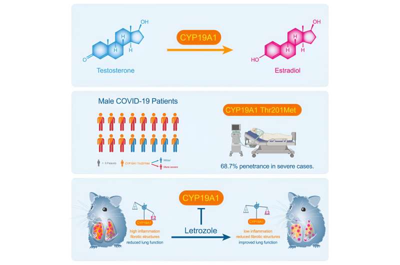 Novel therapeutic approach against severe COVID-19 in males