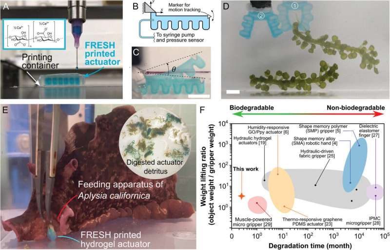 Now printing: seaweed-based, biodegradable actuators