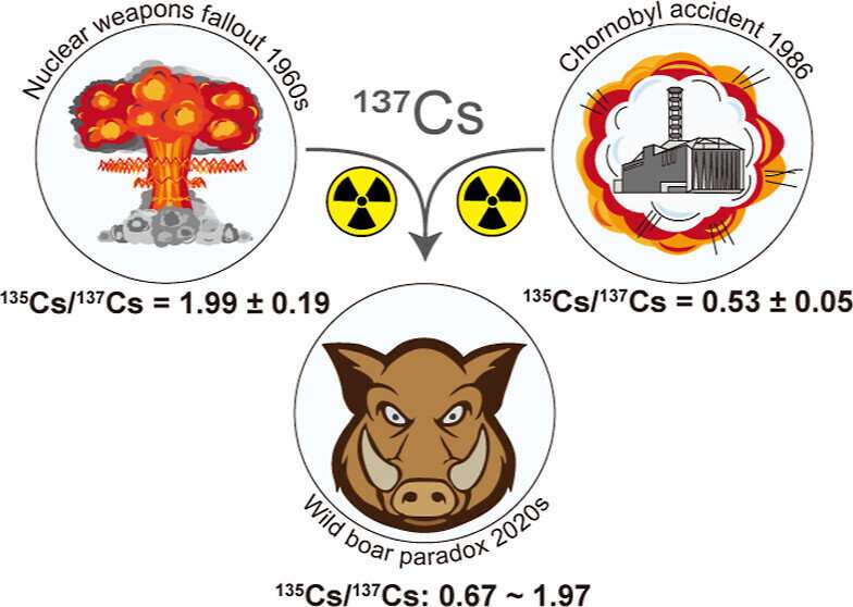 Nuclear weapons tests found to contribute to persistent radioactivity in German wild boars