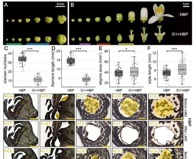 Nucleo-cytoplasmic interaction in seedless cybrid citrus