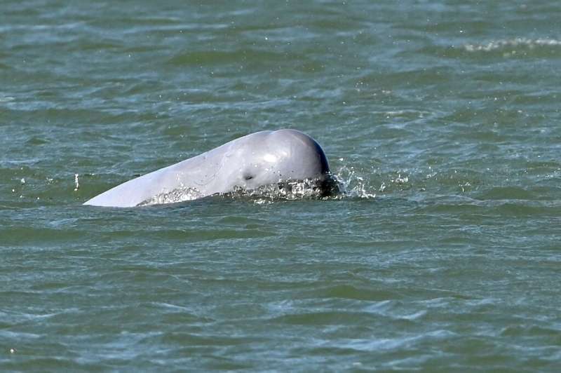 Numbers of the endangered Irrawaddy dolphin are dwindling despite conservation efforts