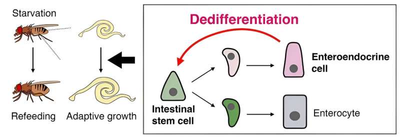 Nutrients drive cellular reprogramming in the intestine