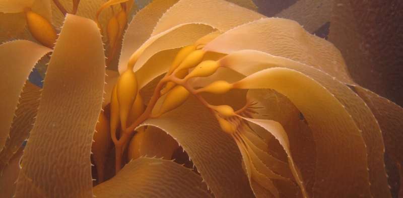 NZ's vital kelp forests are in peril from ocean warming—threatening the important species that rely on them
