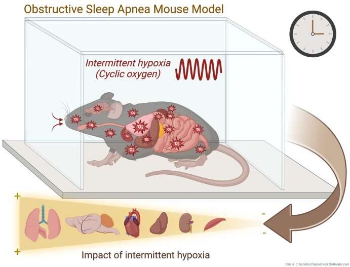 Obstructive sleep apnea disrupts gene activity throughout the day in mice