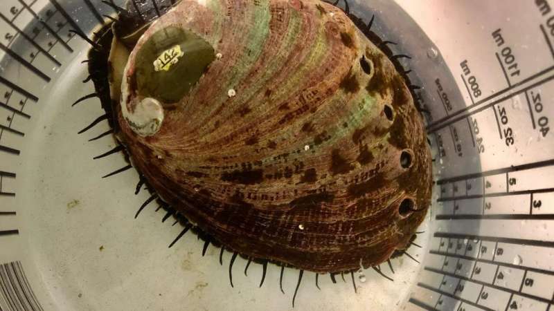 Ocean acidification creates legacy of stress for red abalone