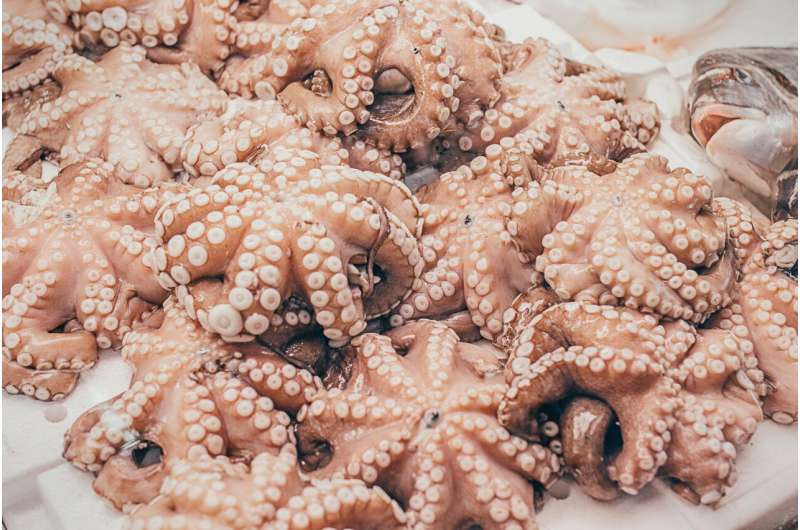 octopus fishery