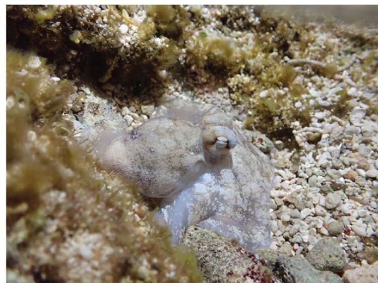 Octopus sleep is surprisingly similar to humans and contains a wake-like stage
