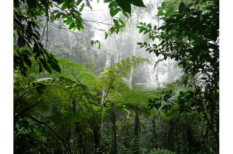 Offset markets: New approach could help save tropical forests by restoring faith in carbon credits