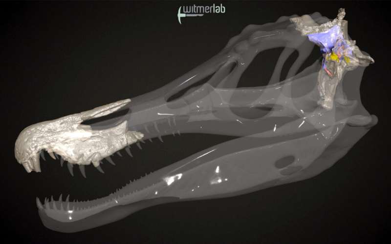 Ohio University researchers help reveal evolution of oldest spinosaur brains